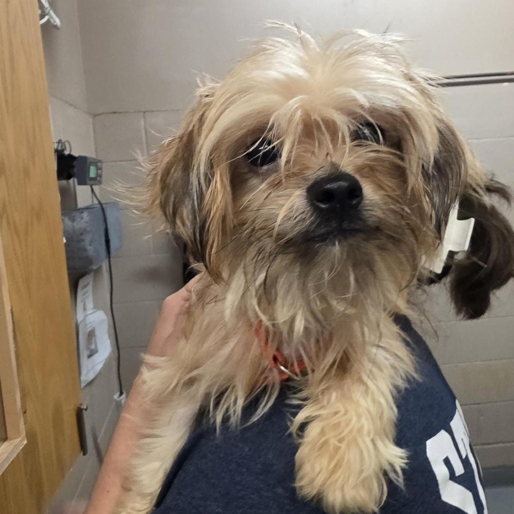 Shelter Stray Male Dog last seen , 2608 Center St, Tacoma, WA 98409, USA