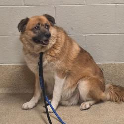 Shelter Stray Unknown Dog last seen , 54687 Co Rd 19, Bristol, IN 46507, USA