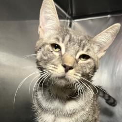 Shelter Stray Female Cat last seen , 4575 E Mesquite Ave, Palm Springs, CA 92264, USA