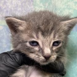 Shelter Stray Female Cat last seen , 4575 E Mesquite Ave, Palm Springs, CA 92264, USA