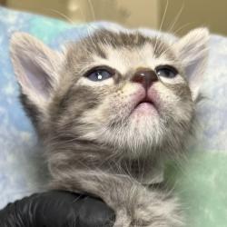Shelter Stray Female Cat last seen , 4575 E Mesquite Ave, Palm Springs, CA 92264, USA