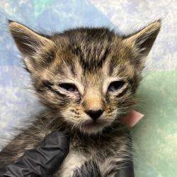 Shelter Stray Female Cat last seen , 4575 E Mesquite Ave, Palm Springs, CA 92264, USA