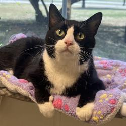 Shelter Stray Male Cat last seen , 3173 K-68 Hwy, Ottawa, KS 66067, USA