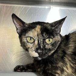 Shelter Stray Female Cat last seen , 4575 E Mesquite Ave, Palm Springs, CA 92264, USA