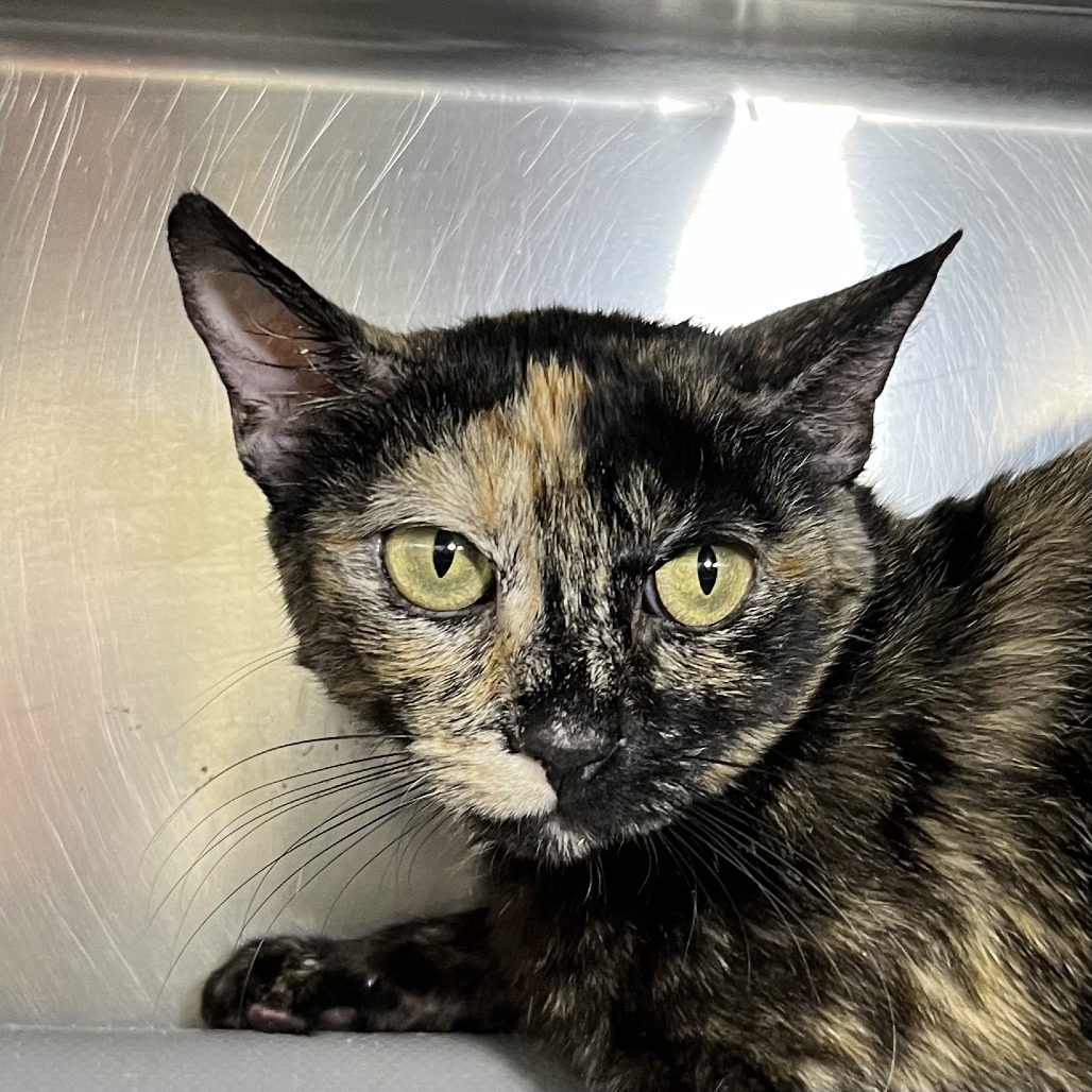 Shelter Stray Female Cat last seen , 4575 E Mesquite Ave, Palm Springs, CA 92264, USA
