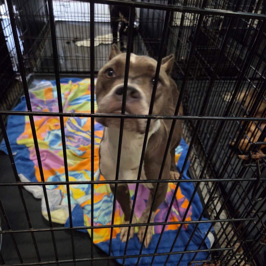 Shelter Stray Female Dog last seen , 4900 Milgen Rd, Columbus, GA 31907, USA