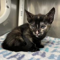 Shelter Stray Female Cat last seen , 4575 E Mesquite Ave, Palm Springs, CA 92264, USA