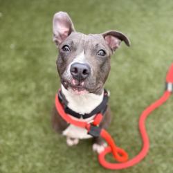 Shelter Stray Male Dog last seen , Animal Care & Control Team of Philly, 111 W Hunting Park Ave, Philadelphia, PA 19140, USA
