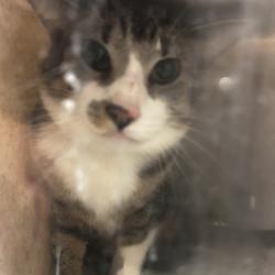 Shelter Stray Unknown Cat last seen , Animal Care & Control Team of Philly, 111 W Hunting Park Ave, Philadelphia, PA 19140, USA