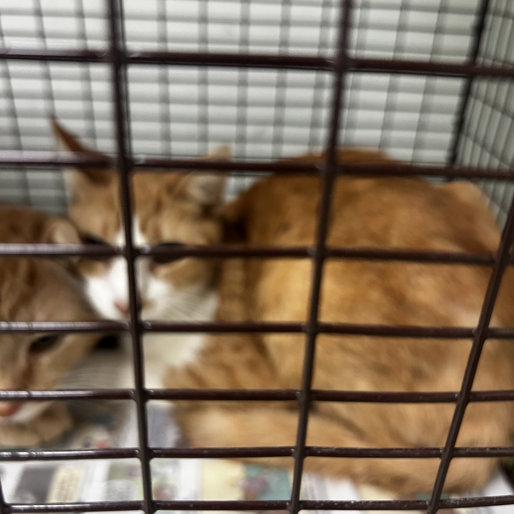 Shelter Stray Unknown Cat last seen , Animal Care & Control Team of Philly, 111 W Hunting Park Ave, Philadelphia, PA 19140, USA