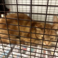 Shelter Stray Unknown Cat last seen , Animal Care & Control Team of Philly, 111 W Hunting Park Ave, Philadelphia, PA 19140, USA