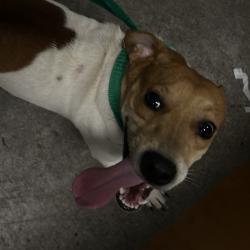 Shelter Stray Male Dog last seen , Animal Care & Control Team of Philly, 111 W Hunting Park Ave, Philadelphia, PA 19140, USA