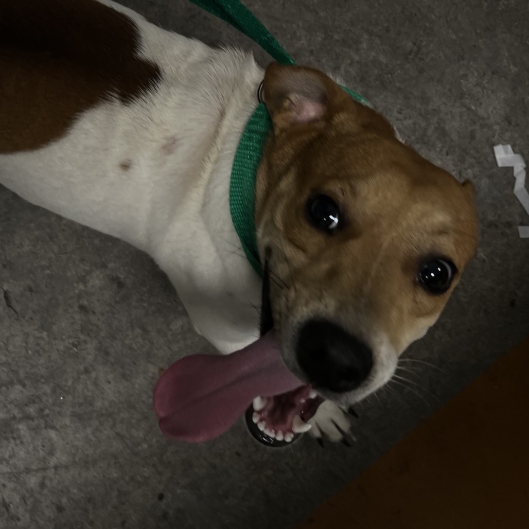 Shelter Stray Male Dog last seen , Animal Care & Control Team of Philly, 111 W Hunting Park Ave, Philadelphia, PA 19140, USA