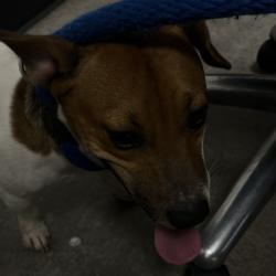 Shelter Stray Male Dog last seen , Animal Care & Control Team of Philly, 111 W Hunting Park Ave, Philadelphia, PA 19140, USA