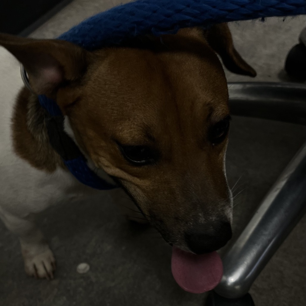 Shelter Stray Male Dog last seen , Animal Care & Control Team of Philly, 111 W Hunting Park Ave, Philadelphia, PA 19140, USA