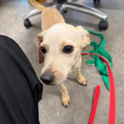 Shelter Stray Unknown Dog last seen , Animal Care & Control Team of Philly, 111 W Hunting Park Ave, Philadelphia, PA 19140, USA