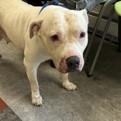 Shelter Stray Female Dog last seen , Animal Care & Control Team of Philly, 111 W Hunting Park Ave, Philadelphia, PA 19140, USA
