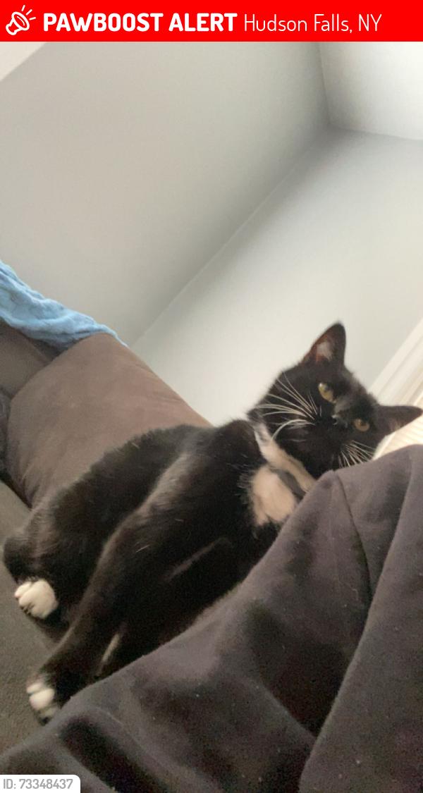 Lost Male Cat last seen Hudson Falls Kindergarten Center, Hudson Falls, NY 12839