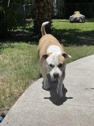 Lost Male Dog last seen Moog rd beacon square area, Holiday, FL 34691