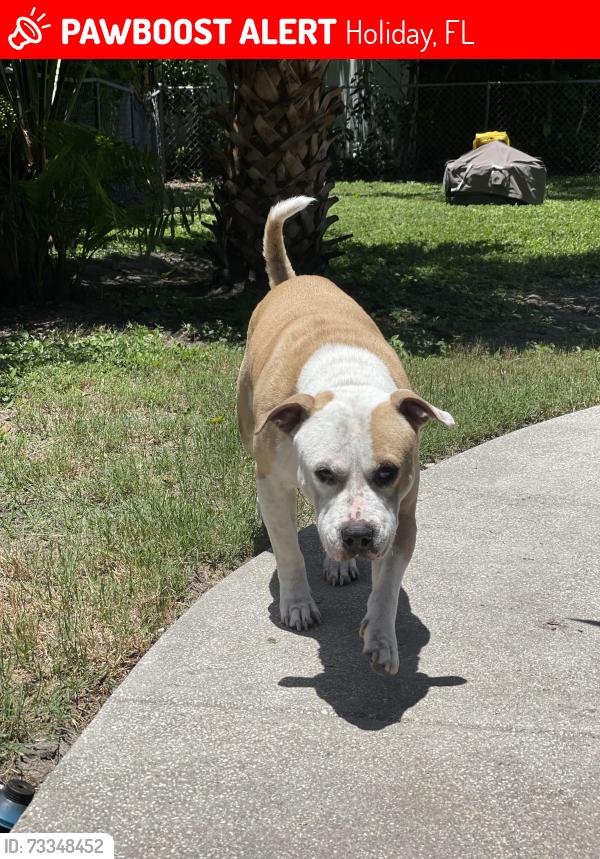 Lost Male Dog last seen Moog rd beacon square area, Holiday, FL 34691