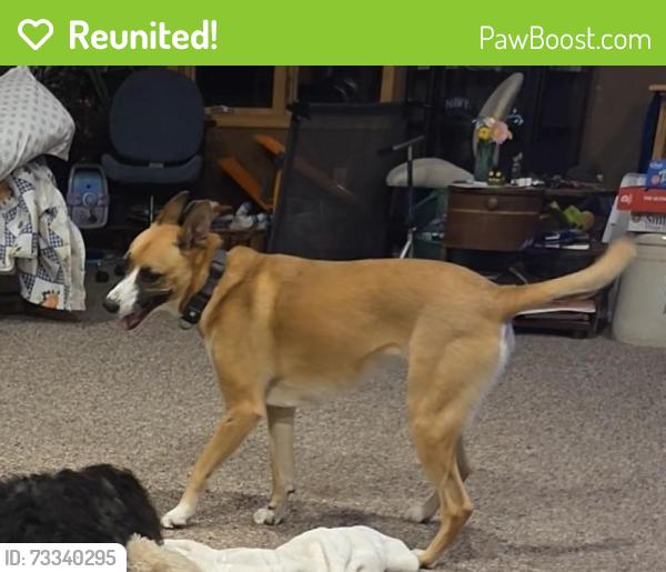Reunited Female Dog last seen Near Vernon Street, Duluth, MN 55806