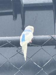 Found/Stray Unknown Bird last seen Sock puppet baseball field, Burlington, NC 27217