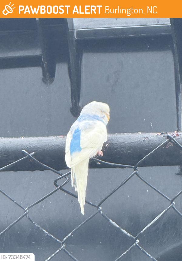 Found/Stray Unknown Bird last seen Sock puppet baseball field, Burlington, NC 27217