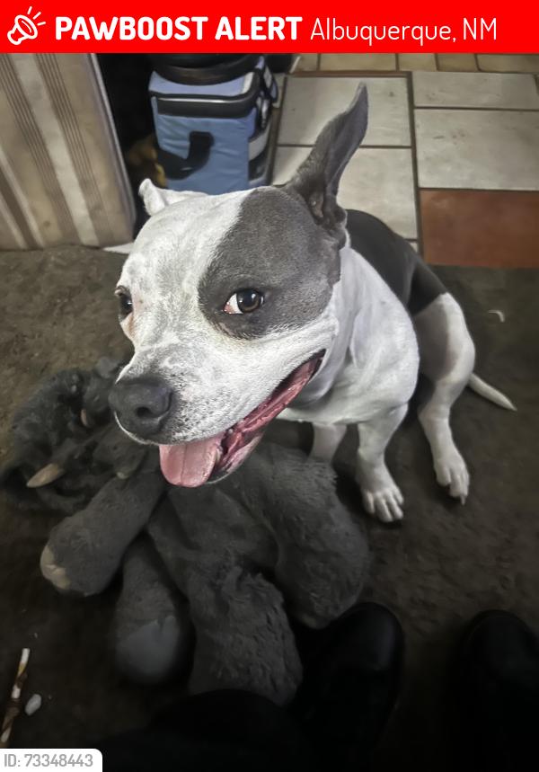 Lost Female Dog last seen 10th st and central, Albuquerque, NM 87102