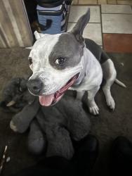 Lost Female Dog last seen 10th st and central, Albuquerque, NM 87102