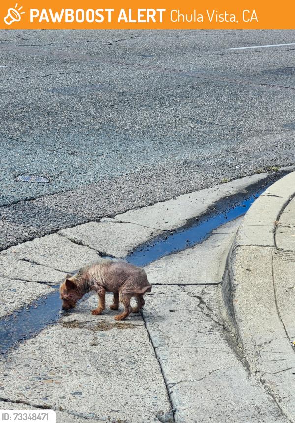 Found/Stray Unknown Dog last seen Corner of Roosevelt St and 4th Avenue in Chula Vista, Chula Vista, CA 91910