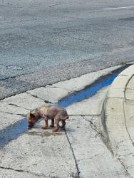 Found/Stray Unknown Dog last seen Corner of Roosevelt St and 4th Avenue in Chula Vista, Chula Vista, CA 91910
