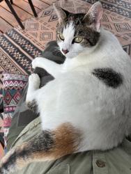 Lost Female Cat last seen North Lane, Wallingford, CT 06492