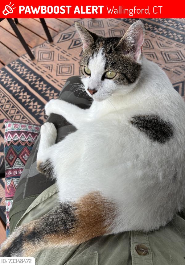 Lost Female Cat last seen North Lane, Wallingford, CT 06492