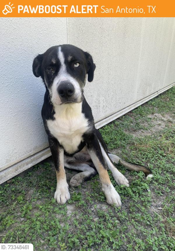Found/Stray Male Dog last seen Wurzbach rd, San Antonio, TX 78238