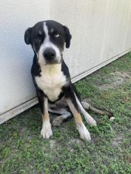 Found/Stray Male Dog last seen Wurzbach rd, San Antonio, TX 78238