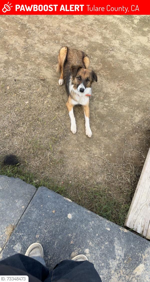 Lost Male Dog last seen Avenue 242 and Road 196, Tulare County, CA 93247