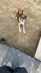 Lost Male Dog last seen Avenue 242 and Road 196, Tulare County, CA 93247