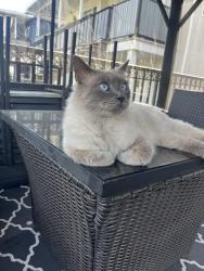 Reunited Female Cat last seen Sir Charles Kingsford-Smith Elementary, Vancouver, BC V5P 4K8
