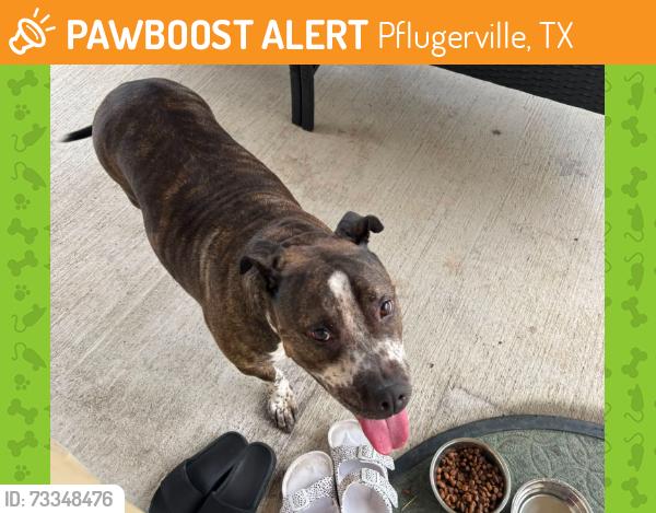 Found/Stray Female Dog last seen Brookfield Neighborhood, Pflugerville, TX 78660