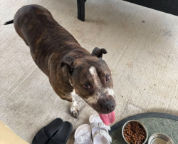 Found/Stray Female Dog last seen Brookfield Neighborhood, Pflugerville, TX 78660