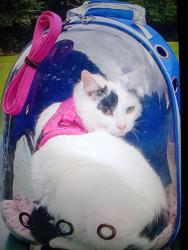 Reunited Female Cat last seen Illingworth road, West Yorkshire, England 