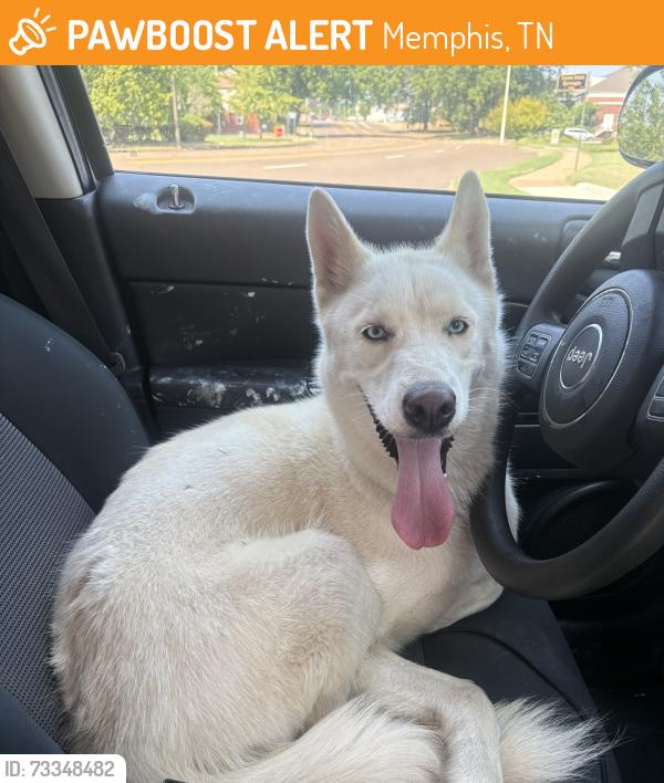 Found/Stray Female Dog last seen Walnut grove, Memphis, TN 38128