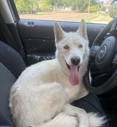 Found/Stray Female Dog last seen Walnut grove, Memphis, TN 38128