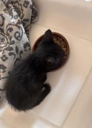 Found/Stray Unknown Cat last seen Lakeway, Fayetteville, NC 28306