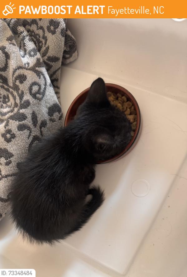 Found/Stray Unknown Cat last seen Lakeway, Fayetteville, NC 28306