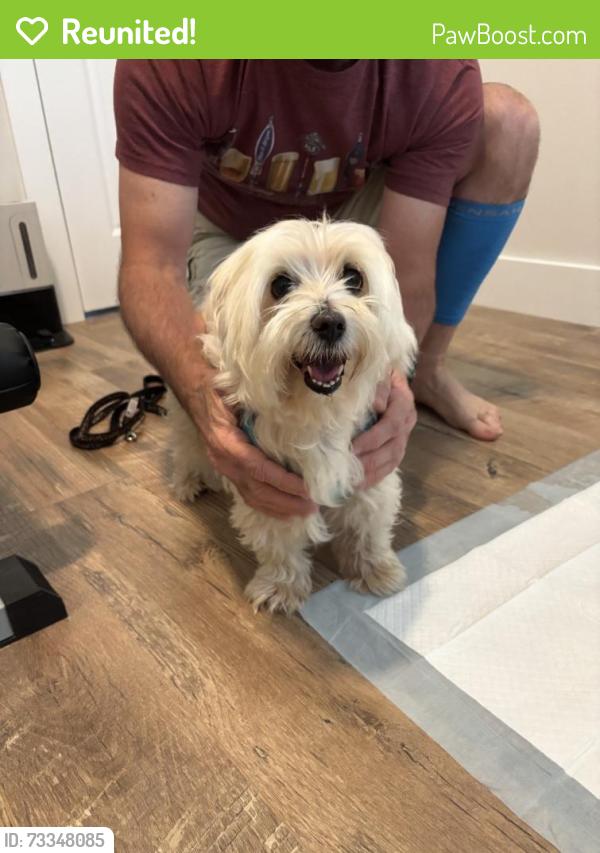 Reunited Female Dog last seen Albino skunk festival, Greer, SC 29651