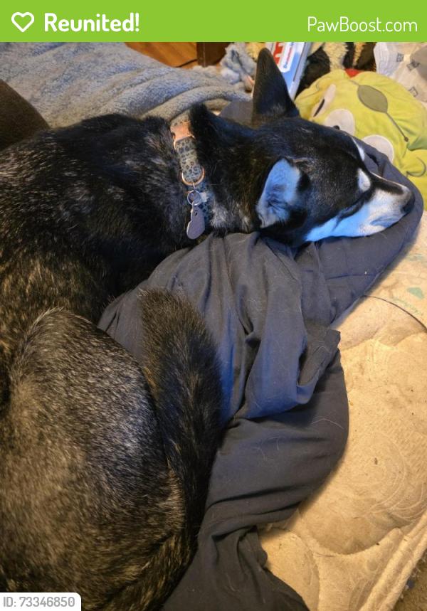 Reunited Female Dog last seen 24th and f, Council Bluffs, IA 51501