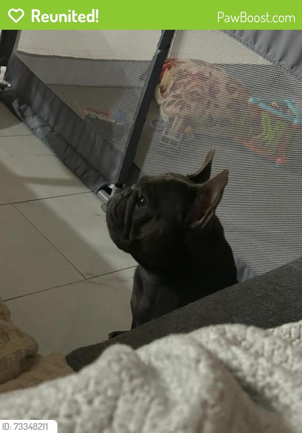 Reunited Female Dog last seen SW 11th Dr, Deerfield Beach, FL 33441