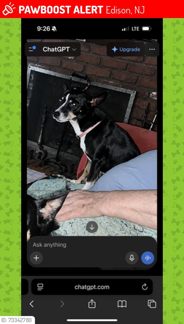 Lost Female Dog last seen Amboy ave, Edison, NJ 08837