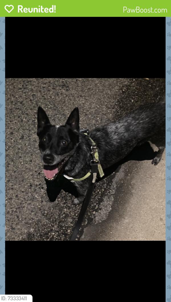 Reunited Male Dog last seen Swan and 5th, Tucson, AZ 85711